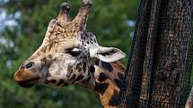 V Plzeňské Zoo můžete vidět stovky druhů zvířat