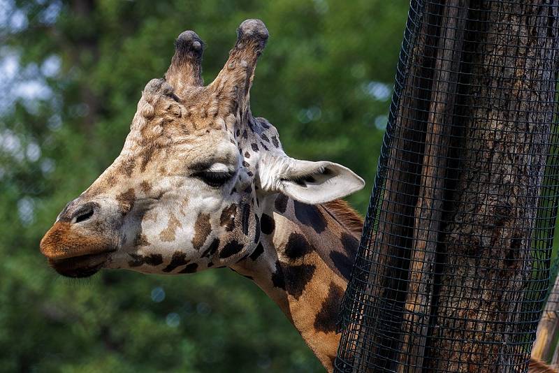 V Plzeňské Zoo můžete vidět stovky druhů zvířat