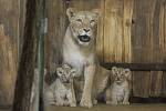 Lvíčata berberská v plzeňské zoo.