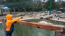 Plzeňská zoo se na Lochotíně otevřela v roce 1963. Od té doby prošla výraznou rekonstrukcí a modernizací.