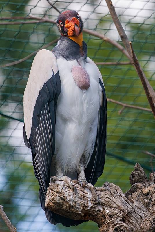 V Plzeňské Zoo můžete vidět stovky druhů zvířat