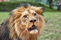 Lev berberský v plzeňské zoo. 
