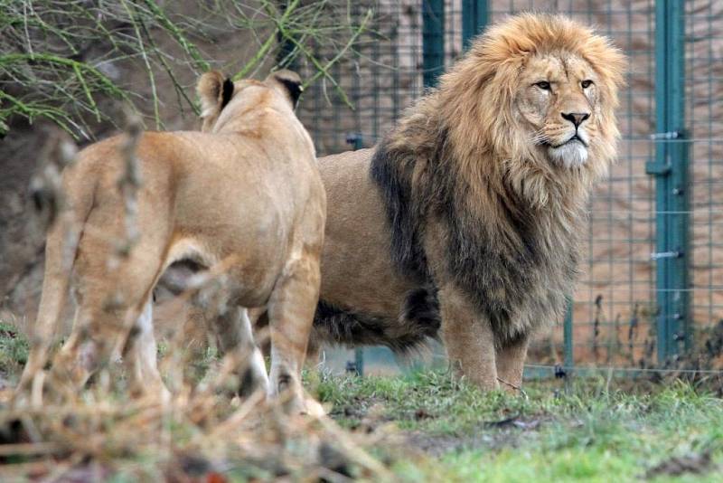 Teplá počasí vylákalo zvířata v Zoo do vnějších výběhů