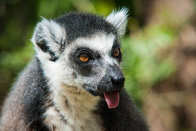 Z plzeňské zoologické zahrady.