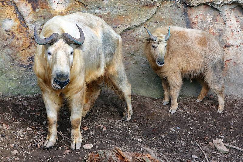 V plzeňské ZOO mají pár takinů čínských. Tento větší příbuzný kamzíka pochází z horských oblastí Himalájí a dokáže zdolávat i velmi náročný terén. Chovatelé věří, že pětiletý samec a jednoroční samice budou mít po čase i mláďata.