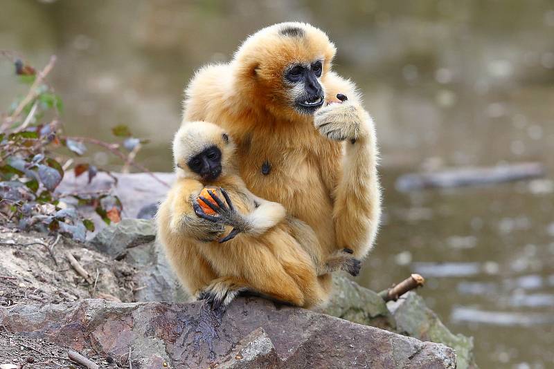 Z plzeňské zoologické zahrady.