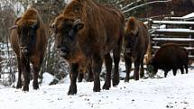 Plzeňská ZOO zaznamenala v loňském roce rekordní návštěvnost.