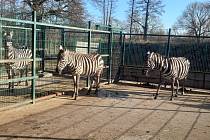 Zoo Plzeň má nově dvě zebry, Zuza a Etosha dorazily z Polska