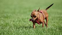Psí den v Borském parku - stovky chlupáčků si mohly v sobotu v už řádně podzimním počasí vyzkoušet psí sporty i zábavu.