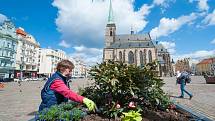 Centrum Plzně se zazelenalo. Vyrostly tu rododendrony.