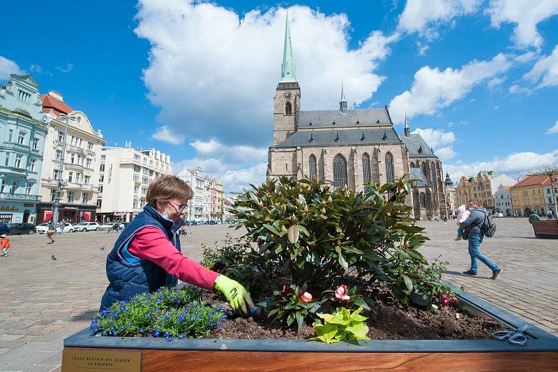 Centrum Plzně se zazelenalo. Vyrostly tu rododendrony.