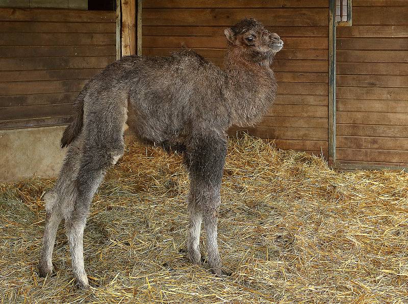 Nejnovějším mládětem v plzeňské zoo je zhruba dvoutýdenní samička velblouda dvouhrbého. Je to už dvaadvacáté odchovávané mládě tohoto druhu. Většinou se v Plzni rodí mláďata velbloudů každoročně na jaře mezi březnem a květnem.