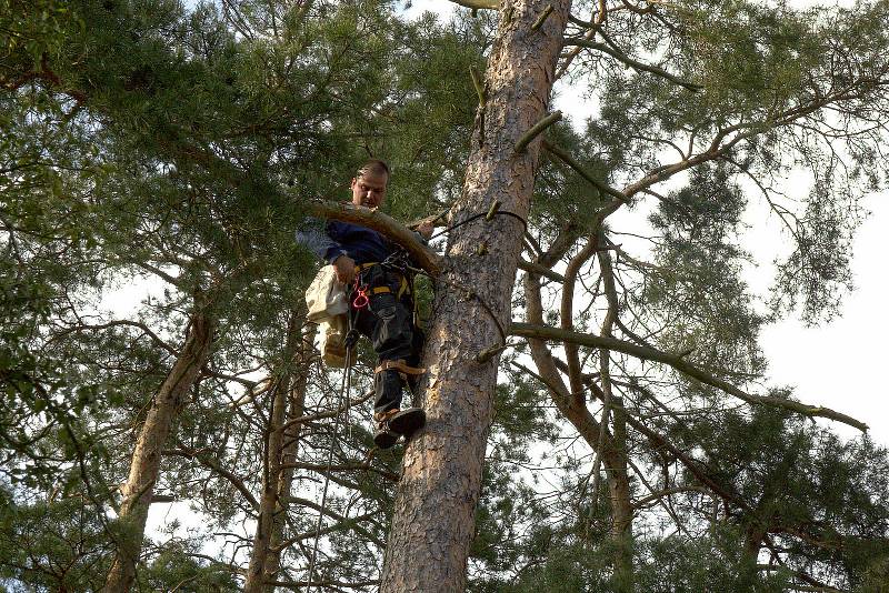 Podívejte se, jak se v regionu kroužkují orli mořští.