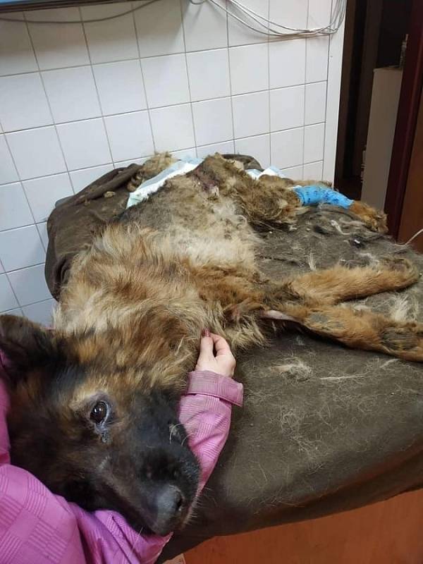 Týraní psi z plzeňských Malesic.