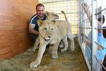 Pět dospělých lvů berberských a dvě roční koťata můžete vidět v cirkusu Carini