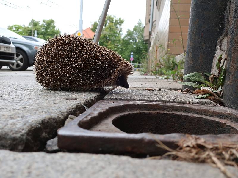 Ježka zvířecí záchranáři vyprostili z okapového svodu v ulici V Bezovce. Foto: DESOP