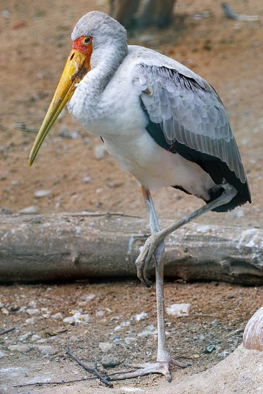 V Plzeňské Zoo můžete vidět stovky druhů zvířat