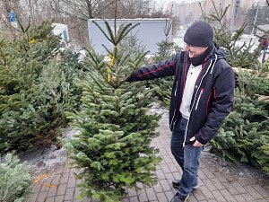 Při nákupu vánočního stromku koukají zákazníci spíše na jeho vzhled než na cenu