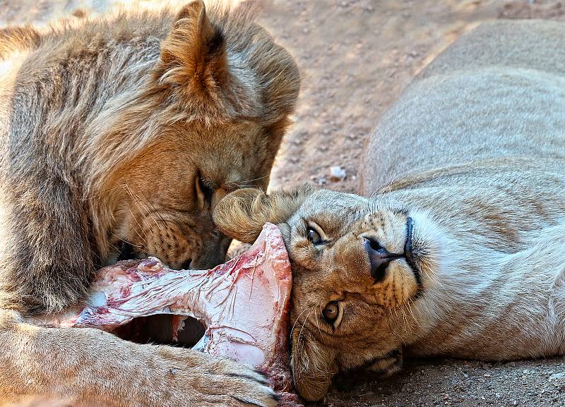 Lvice Farida z plzeňské ZOO odjela v pátek do Hodonína