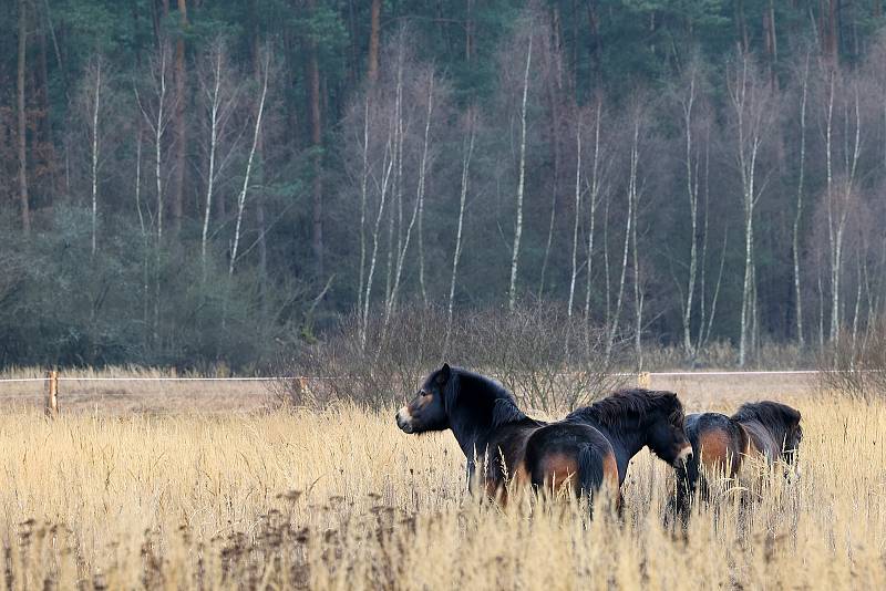 Do přírodní rezervace Janovský mokřad, kterou zřídil Plzeňský kraj, byli vypuštěni v rámci ochrany vegetace, zachování unikátnosti a přirozeného rozvoje mokřadu divocí koně z Exmooru. Tyto koně doplní ještě dva kusy ze stáda praturů.