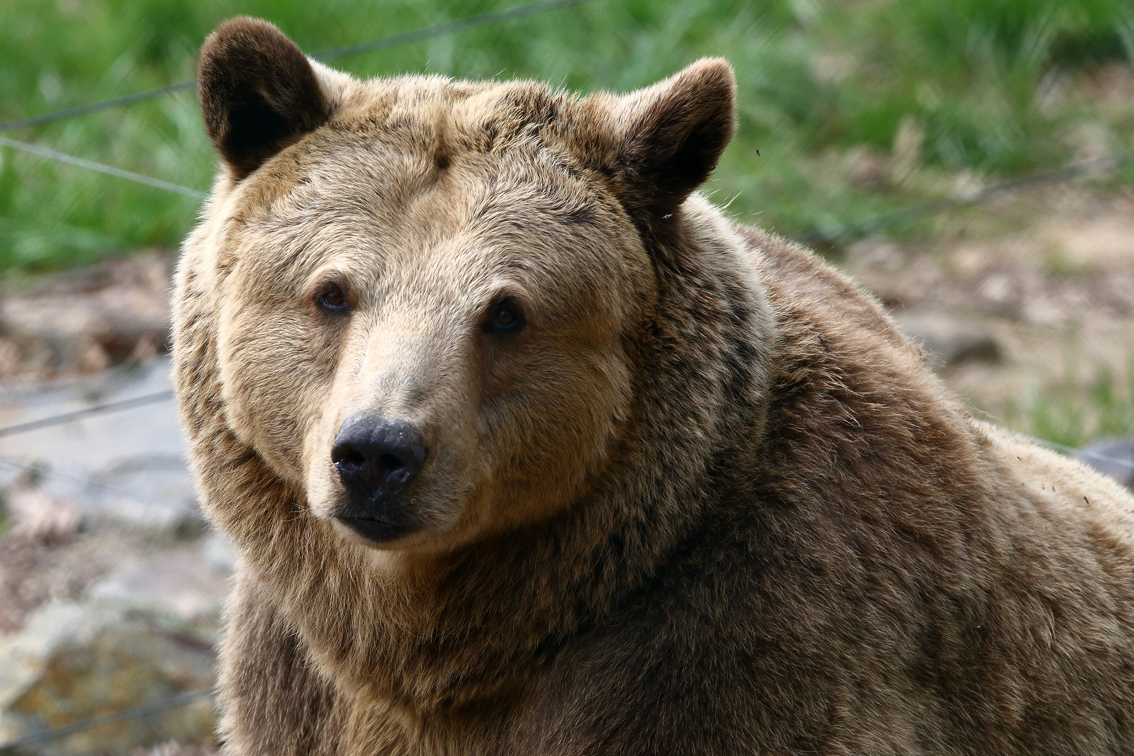 Další zpráva o výskytu medvěda nedaleko Prahy: tentokrát z okolí Všetat -  Mělnický deník