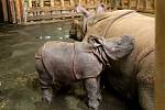 Plzeňská ZOO zpřístupnila pavilon nosorožců. K vidění jsou maminka Manjula a momentálně osmdesátikilové mládě Růženka.