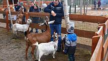 Farmářské a řemeslné trhy v neděli na Farmě U Toma v Ledcích u Plzně. Návštěvníci  si mohli nakoupit různé pochutiny a výrobky, nebo navštívit minizoo, kde se většina zvířátek dá pohladit a nakrmit a pro děti domluvit projížďku na poníkovi.