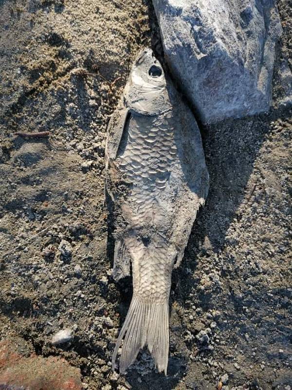 Po výlovu uhynuly tisíce ryb, další umírají v přehradě