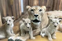 Čtyři mláďata lva berberského se v Plzni narodila 9. srpna.