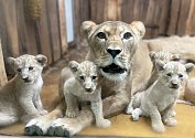 Čtyři mláďata lva berberského se v Plzni narodila 9. srpna.