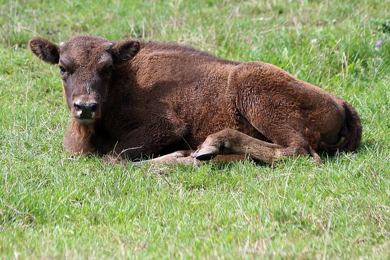 Mládě zubra v plzeňské zoo.