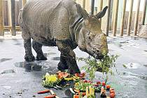 Ovocno–zeleninová pochoutka zmizela během několika minut. Oslavenkyní je Manjula, tříletá samice nosorožce indického. 