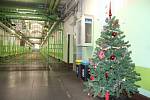 Umělé vánoční stromečky jsou v borské věznici postavené přes svátky hned v několika chodbách.