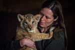 Mládě lva berberského dostalo v plzeňské zoologické zahradě jméno Baqir