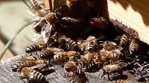 06 - Vchod do úlu se nazývá česno. Tudy včely nosí nektar a pyl.
