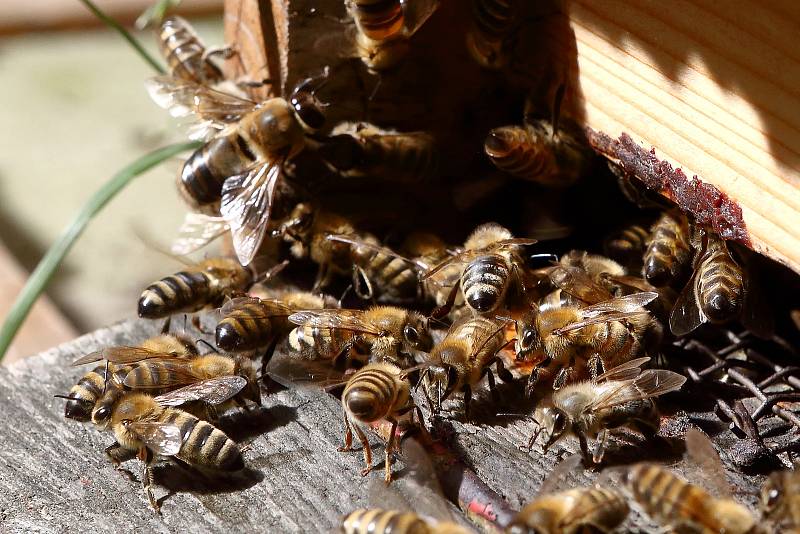 06 - Vchod do úlu se nazývá česno. Tudy včely nosí nektar a pyl.