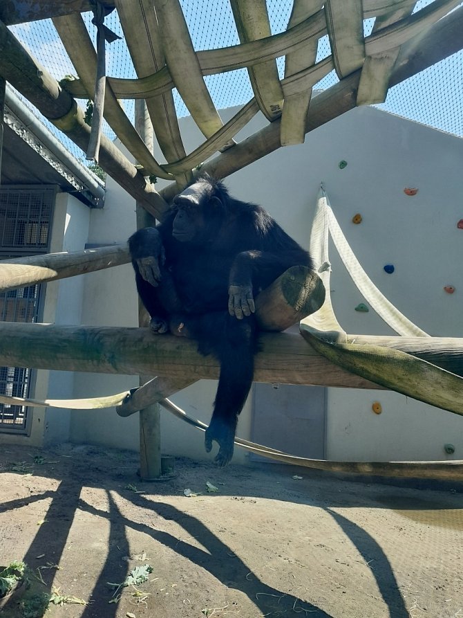 Šimpanz Siri.