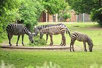 První odchov ohrožených zeber bezhřívých se letos povedl plzeňské zoologické zahradě. Samici narozenou 16. ledna chovatelé pojmenovali Tanisha, 27. března se pak narodila Embimbi.