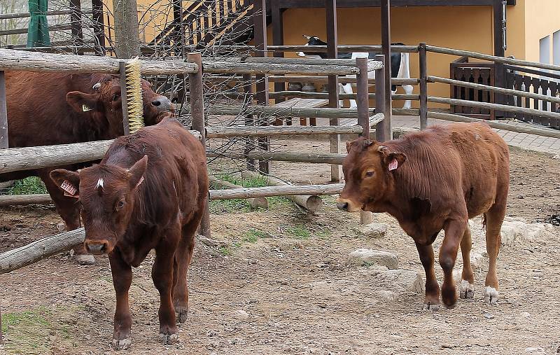 Do plzeňské zoologické zahrady dorazily jenom za sobotu více než dva tisíce návštěvníků.