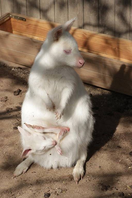 Klokaní mládě Jumpy v plzeňské zoo