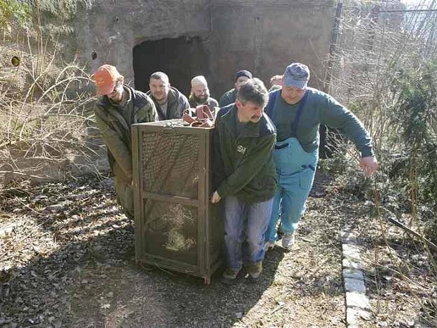 Cicero už není žádné kotě, v necelých třech letech už dávno přerostl matku Tsamaru. Plzeňská zoo jej poslala do jižních Čech a k samici se vrátí samec Bajkal