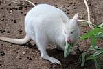 Klokan albín je k vidění v plzeňské zoo