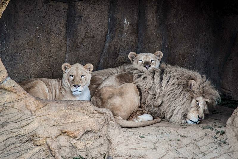 Zoologická zahrada Plasy.