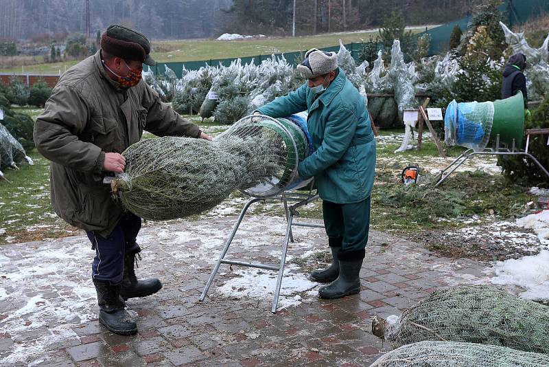 Velký výběr ze stovek vánočních stromků nabízí René Calta v Příšově na severním Plzeňsku.