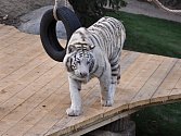 Bílý tygr bengálský v areálu v Plasích