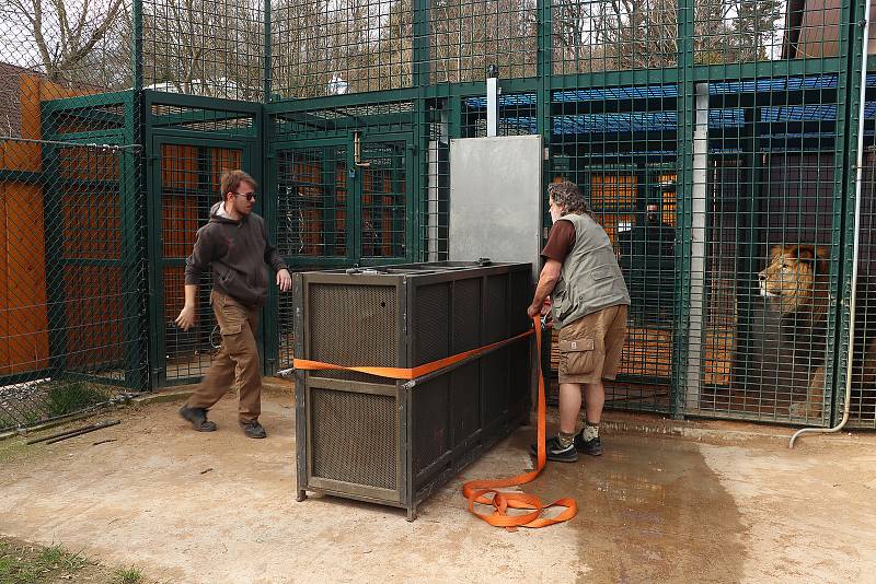 Lvice Farida z plzeňské ZOO odjela v pátek do Hodonína