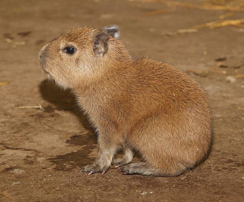 Z plzeňské zoologické zahrady.