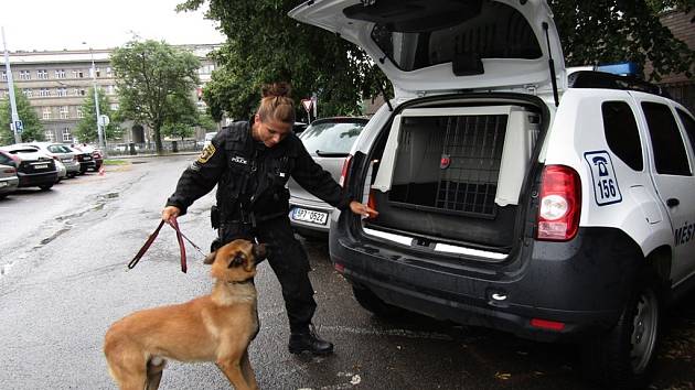 Psovodka městské policie se služebním psem. Ilustrační foto