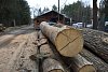 Třebíčsko se chystá na zimu, zájem o palivové dřevo je enormní. Cena roste