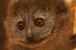 Nejmladší lemur v plzeňské zoo dostal jméno Mailo. Pokřtila ho starostka prvního městského obvodu Helena Řežábová.